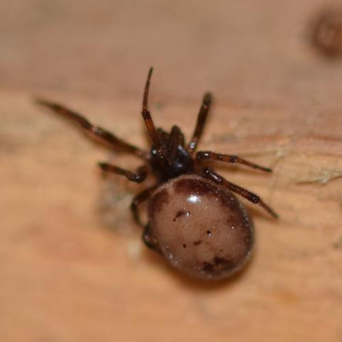 Steatoda bipunctata